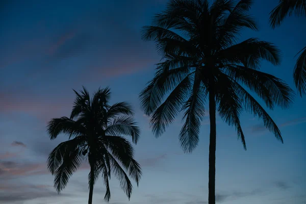 Palmeras al amanecer en Cuba — Foto de Stock