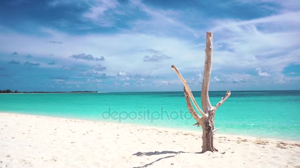 Dry tree on the beach, Cayo Largo. — Stock Video