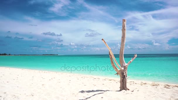 Trockener Baum am Strand, cayo largo. — Stockvideo