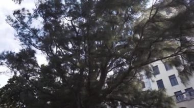 Küba, Havana - 15 Ekim 2016: avlu National Hotel Havana'bir çeşme ile yeşil bir cennet için oluşturun tatilcilerin gölge konuklarla çim Küba'nın bayraklı.