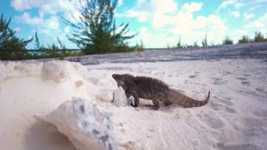 Deniz iguana ve banka