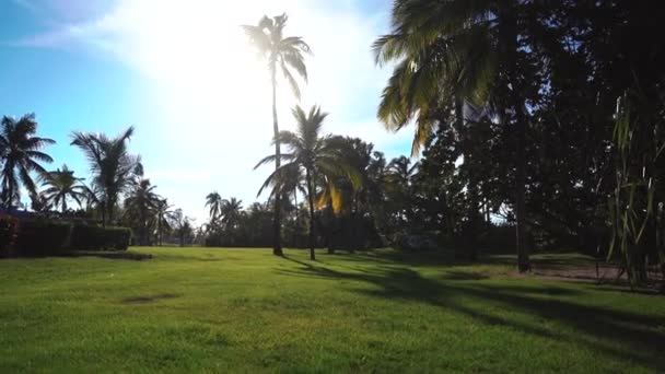 Palm tree leaves developing in the wind — Stock Video