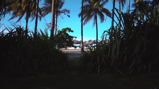 Palm tree leaves developing in the wind — Stock Video