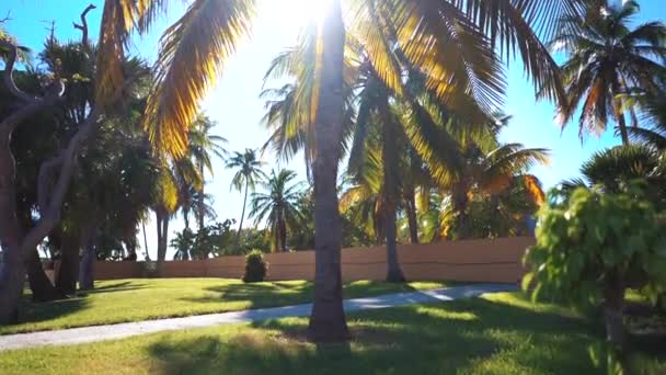 Spiaggia di palme da cocco — Video Stock