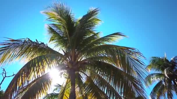 Strand mit Kokospalmen — Stockvideo