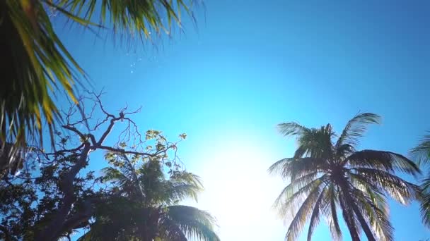 Coconut palms beach — Stockvideo