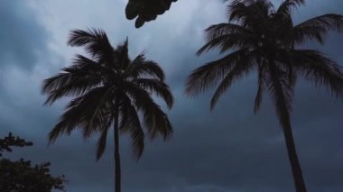 Palmiye ağaçları bir fırtına sırasında