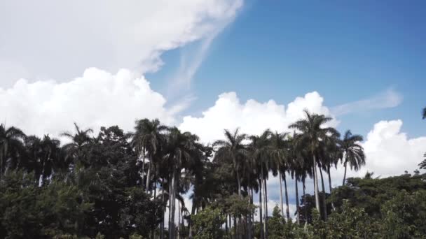 Arvoredo de palmeiras — Vídeo de Stock