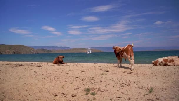 ビーチで牛。バイカル湖の動物。家畜. — ストック動画