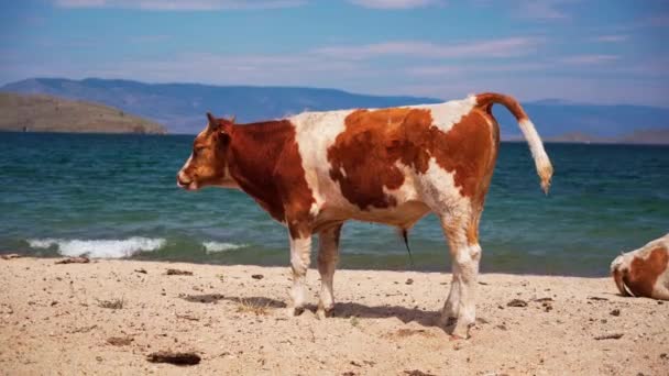 Krávy na pláži. Zvířata u jezera Bajkal. Hospodářská zvířata. — Stock video