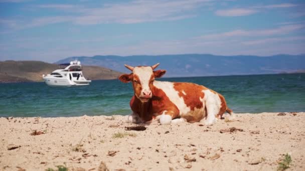 Kor på stranden. Djur vid Bajkalsjön. Djurhållning. — Stockvideo