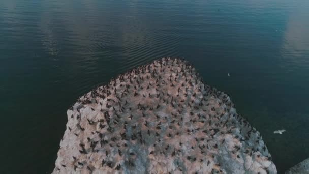Una isla con cormoranes en el lago Baikal. Disparando desde el dron. Fotografía aérea . — Vídeo de stock