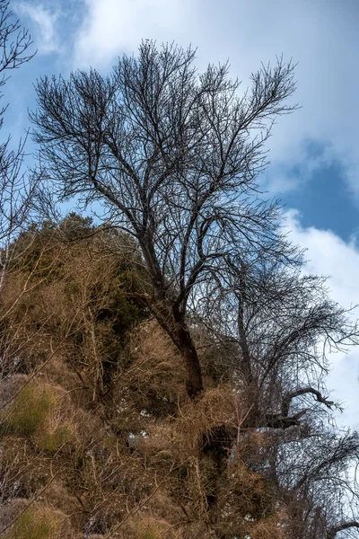 Árvore Morta Topo Uma Colina Contra Céu Azul — Fotografia de Stock