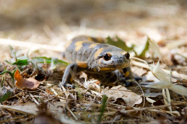 Zehirli salamandra Linnaeus werneri — Stok fotoğraf