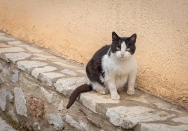 Duvar tarafından şişko kedi