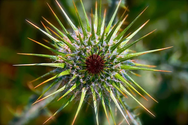 Captura cercana de un acanto Onopordum, planta silvestre — Foto de Stock