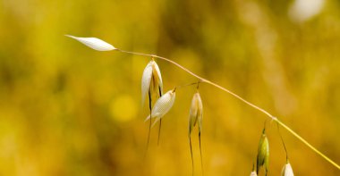 Tek yulaf kulakları bitki bulanık sarı arka planda