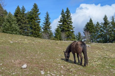 Kahverengi at bir dağ çayır yeme