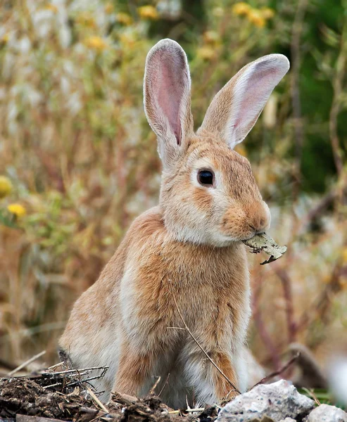 Kaninchen mit großen Ohren und einem Blatt im Maul — Stockfoto