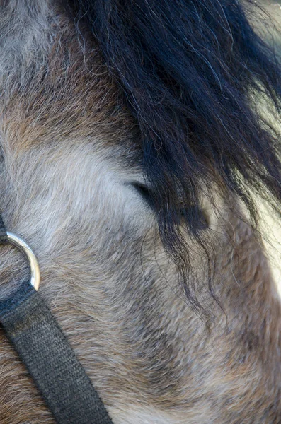 El pequeño cuerpo, griego, Skyrian caballo — Foto de Stock