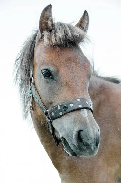 Lilla trehjulig, grekiska, Skyrian häst — Stockfoto