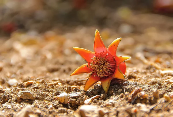 Granaatappel bloesem op de grond — Stockfoto