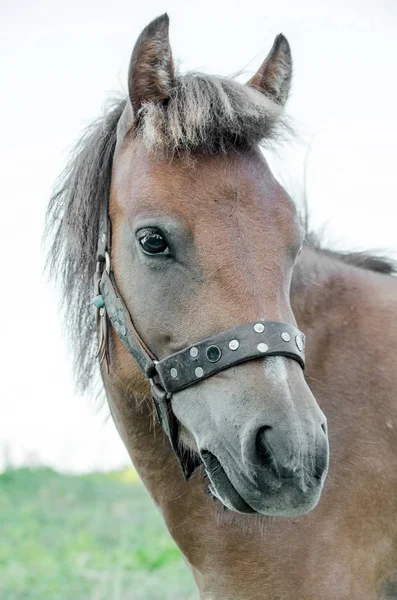 Lilla trehjulig, grekiska, Skyrian häst — Stockfoto