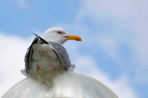 Gaviota sentada en una lámpara de calle — Foto de Stock