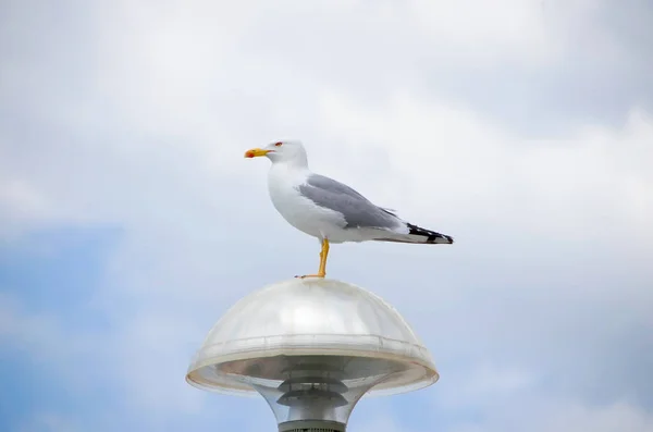 Seagull sitting on a street lamp — Stock Photo, Image