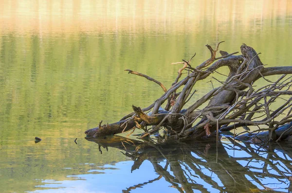 Branches Tombées Sur Une Surface Lac Avec Des Reflets Verts — Photo