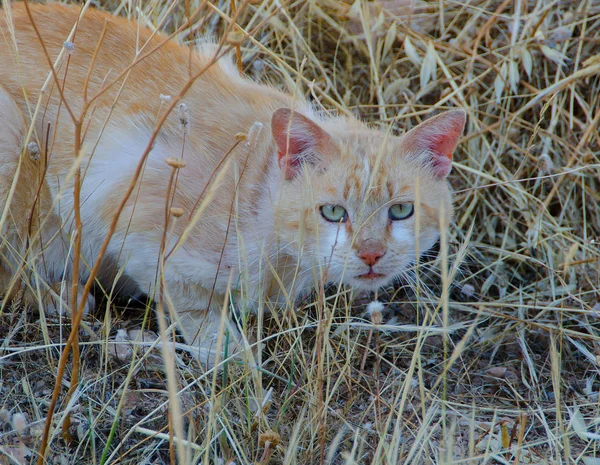 Chat Blond Aux Yeux Verts Sur Terrain Regardant Caméra — Photo