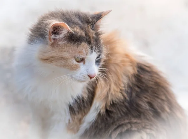 Barna szőke macska — Stock Fotó