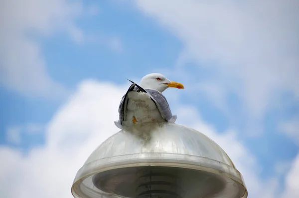 Gaviota sentada en una lámpara de calle — Foto de Stock