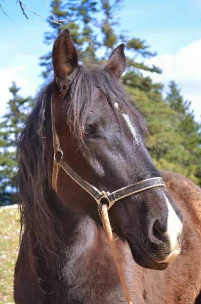 Bruin paard hoofd — Stockfoto