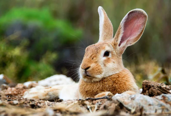 Coniglio coniglio con grandi orecchie — Foto Stock