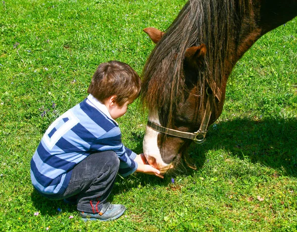 Liten pojke som ger mat till en mörk brun häst — Stockfoto