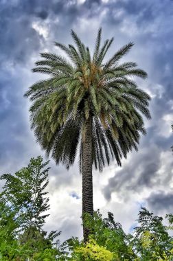 Palmiye ağacı dramatik mavi gökyüzü altında