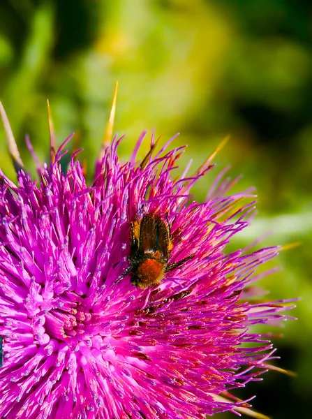 Escarabajo en flor de planta silvestre púrpura —  Fotos de Stock