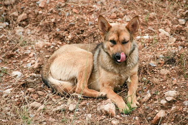 Hund sittande och slickar hans mun — Stockfoto