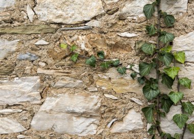 Taş duvar yapraklarda. Arka planı için