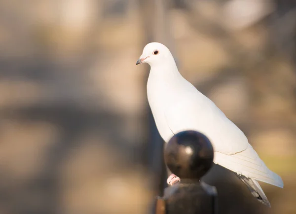 Vit duva står och tittar — Stockfoto