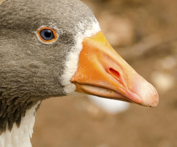 Close-up beeld van een gans hoofd — Stockfoto