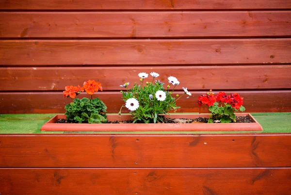 Grüne Blumen auf bemaltem Holzhaus — Stockfoto
