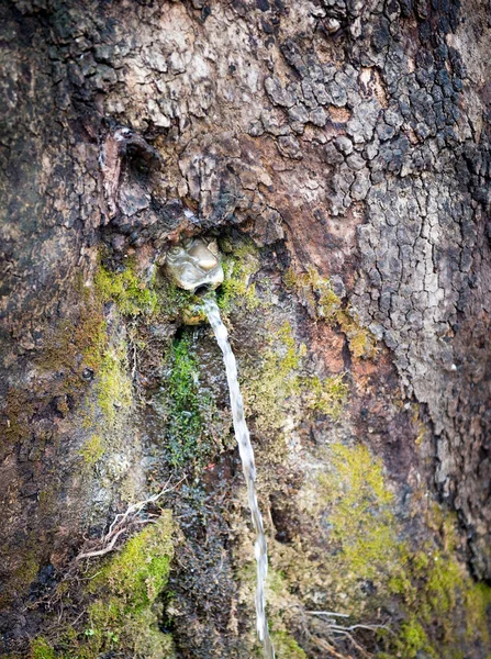 Small Lion Head Flowing Drinking Water Tree — Stock Photo, Image