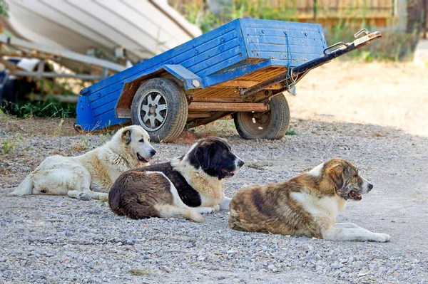 Tre cani di fila sono seduti e di guardia sulla parte anteriore del vec — Foto Stock