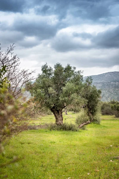 Пейзаж с оливковыми деревьями. Средиземноморское оливковое поле с оливковым деревом под драматическим небом — стоковое фото