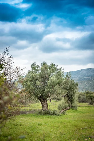 Landskap med olivträd. Medelhavets olivolja fält med olivträd under dramatiska himmel — Stockfoto