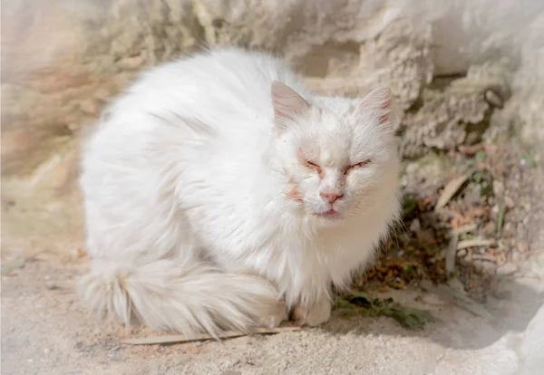 Fehér macska csukott szemmel . — Stock Fotó