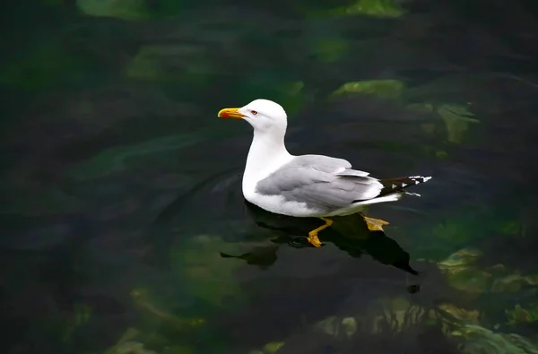 Молодой чайка на чистой зеленой воде — стоковое фото