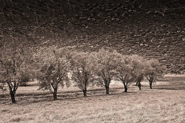 Arbres en rangée dans le ton sépia . — Photo